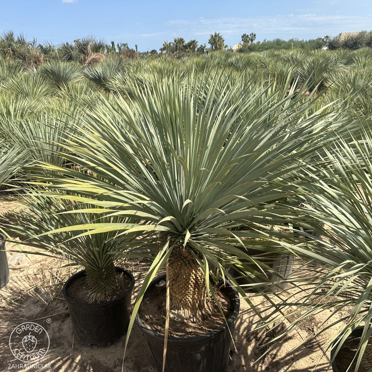 Obrázok Juka (Yucca Rostrata) - výška 60-70 cm, výška kmeňa 35-45 cm, kont. C70L (-22°C)